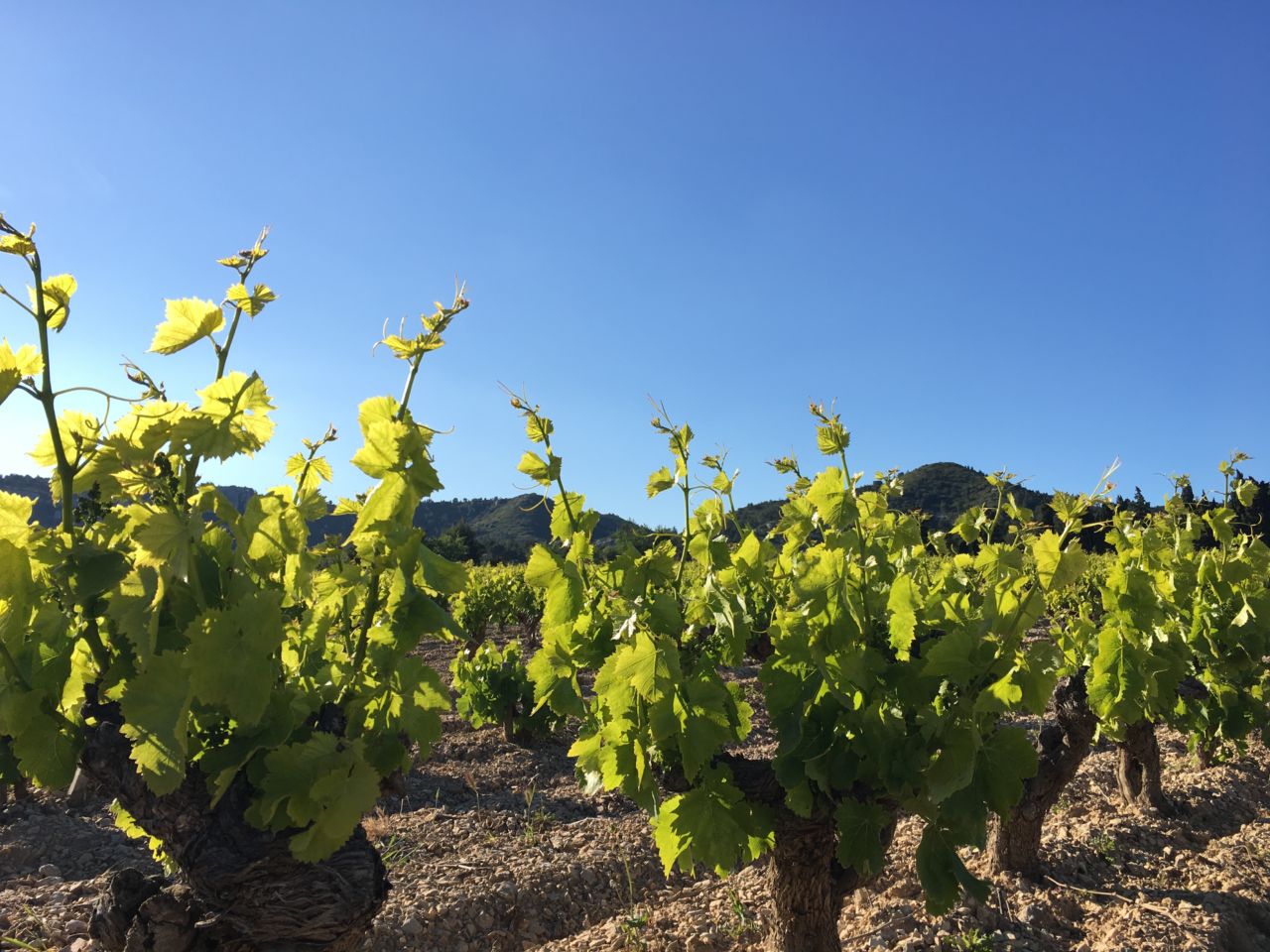Les vins en trois couleurs Les BauxdeProvence Les vins en trois couleurs Les BauxdeProvence